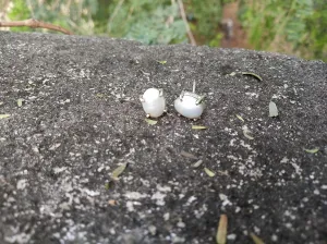 Freshwater Pearl Earrings, Genuine Studs, Birthday Gift, Bridesmaids Gift, Pearl Post Earring, Wedding Earrings, Hippie Earrings, Healing Crystal, Promise Studs, Dainty Earrings, Prong Studs, Gifts
